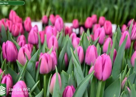 Tulipa Ozon ® (2)